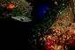 Grouper  in cave